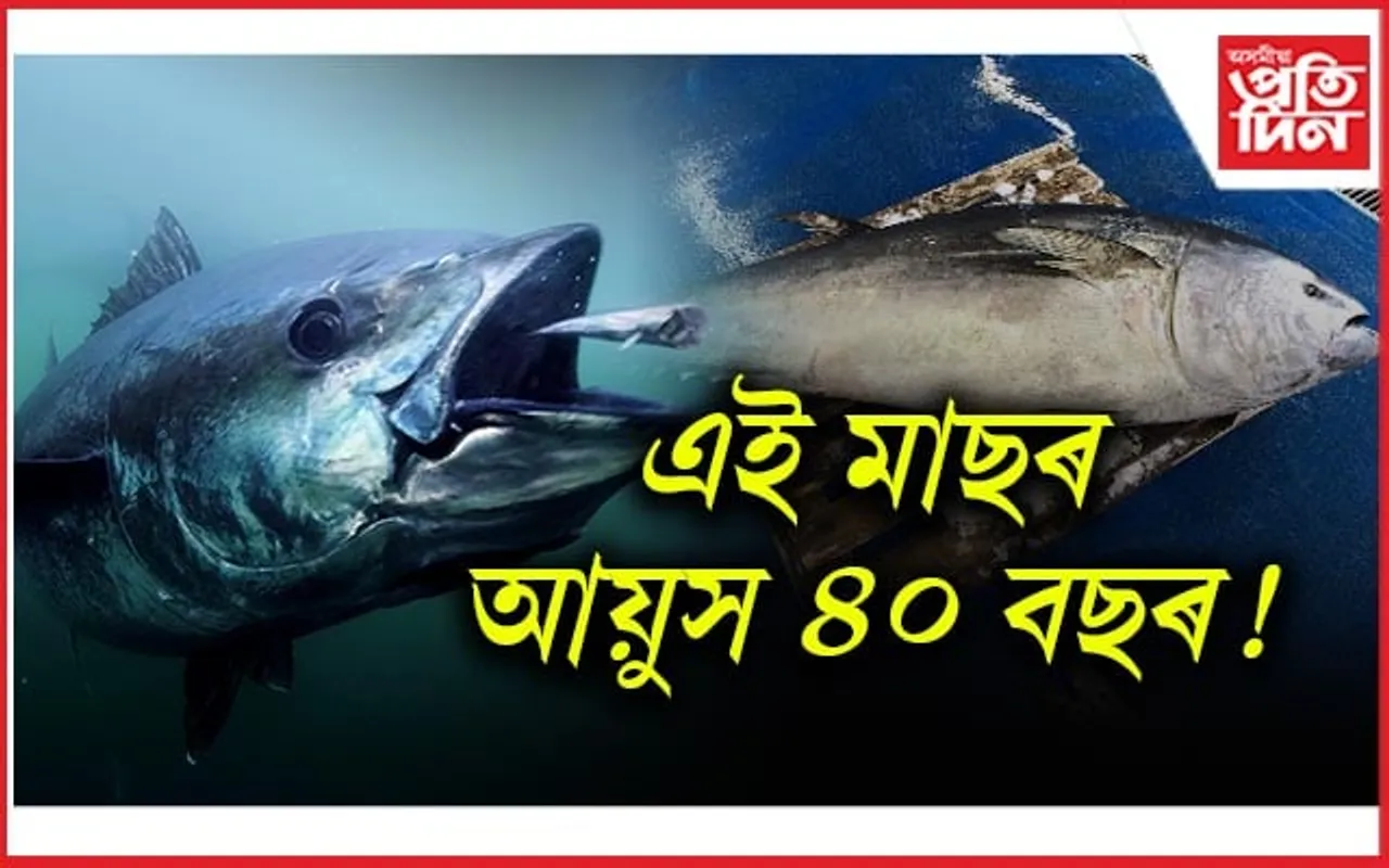 বিশ্বৰ আটাইতকৈ দামী মাছ কোনবিধ আপুনি জানেনে?
